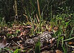 Thumbnail for Sumatran clouded leopard