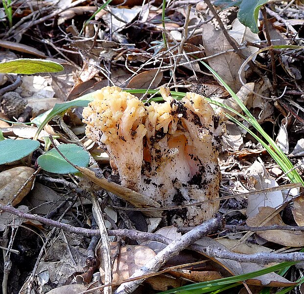 File:Ramaria sp. - Flickr - gailhampshire.jpg