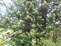 Branches de maniú macho (Podocarpus nubigenus), un conifère des forêts valdiviennes.
