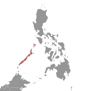 Palawan Spiny Rat