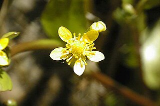 <i>Ranunculus hydrocharoides</i> Species of buttercup