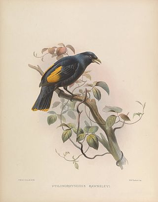 <span class="mw-page-title-main">Rawnsley's bowerbird</span>