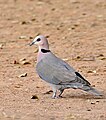 Red-eyed Dove (Streptopelia semitorquata) (32346608062).jpg