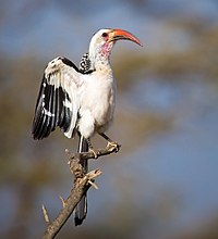 Red Billed Hornbill Mating Display, crop.jpg