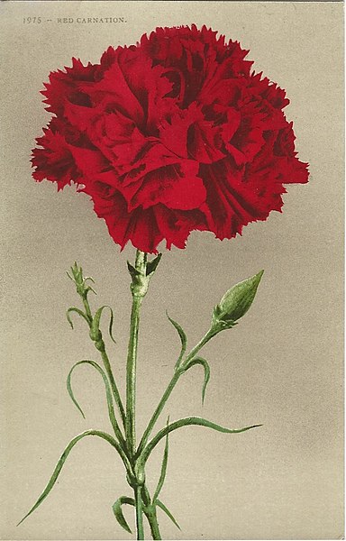 File:Red Carnation.jpg