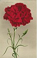 1975 - Red Carnation.