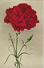 Red Carnation Dianthus caryophyllus