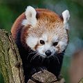 Red Panda (16299059669).jpg