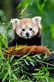 Red Panda (20463320350).jpg