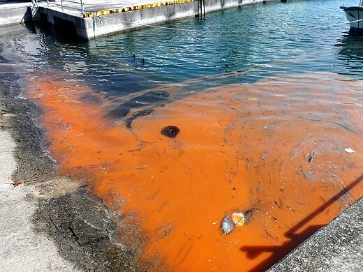 Marine harmful algal bloom in a harbor, Japan