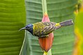 * Nomination Reichenbach's sunbird (Anabathmis reichenbachii) --Charlesjsharp 12:19, 3 December 2023 (UTC) * Promotion  Support Good quality. --Satdeep Gill 12:25, 3 December 2023 (UTC)