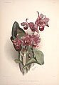 Guarianthe bowringiana (as syn. Cattleya bowringiana) plate 2 in: Frederick Sander: Reichenbachia I second series (1892)