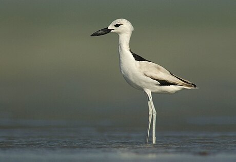 কাঁকড়াজিরিয়া