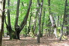 Drei alte Gebückbäume im Wolfsrück nördlich des Erbacher Kopfs