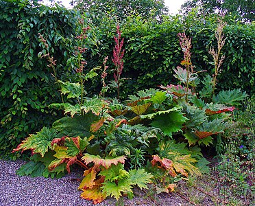 Rheum palmatum Habitus