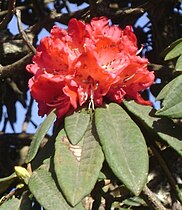 Rhododendron, the national flower of Nepal