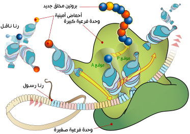 وراثة ترجمة: المراحل, الآليات الأساسية, المصادر