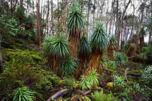 Reforestation and reducing deforestation can increase carbon sequestration in several ways. Pandani (Richea pandanifolia) near Lake Dobson, Mount Field National Park, Tasmania, Australia Richea pandanifolia.jpg