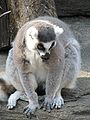 Ring Tailed Lemur.jpg