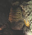 Rock of Ages column in Carlsbad Cavern-111.JPG