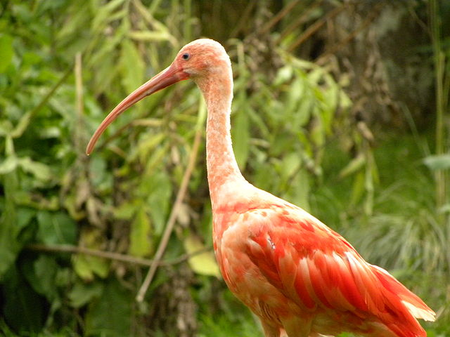 Biodiversity in Suriname - Wikipedia