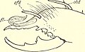 Gylippus quaestiuneulus の雄の鋏角（内側）