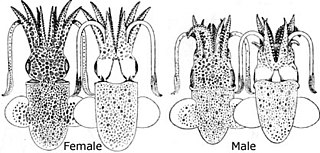 <i>Rondeletiola minor</i> Species of mollusc