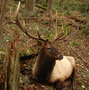 Roosevelt Elk at Northwest Trek.jpg