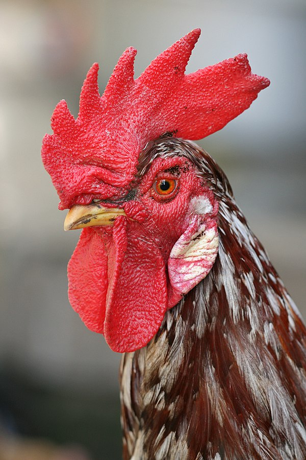 In most breeds the adult rooster can be distinguished from the hen by his larger comb.