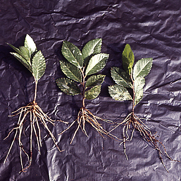 File:Rooted green cutings of Ulmus japonica 'Variegata'.jpg