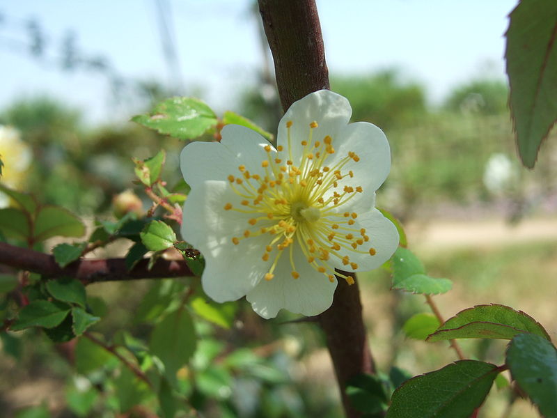 File:Rosa jasminoides flower.JPG