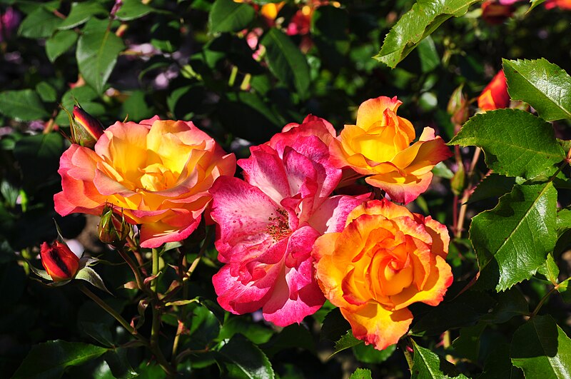 File:Rose Bonanza.JPG