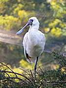 Platalea regia