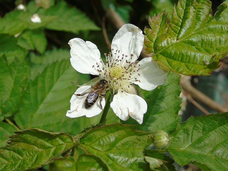 File:Rubus sp.005 - Campaño.jpg