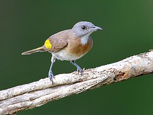 Rufous-banded Honeyeater 1220.jpg