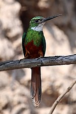 Miniatura para Ariramba-de-cauda-ruiva