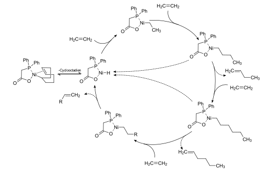 Catalytic cycle in the SHOP process