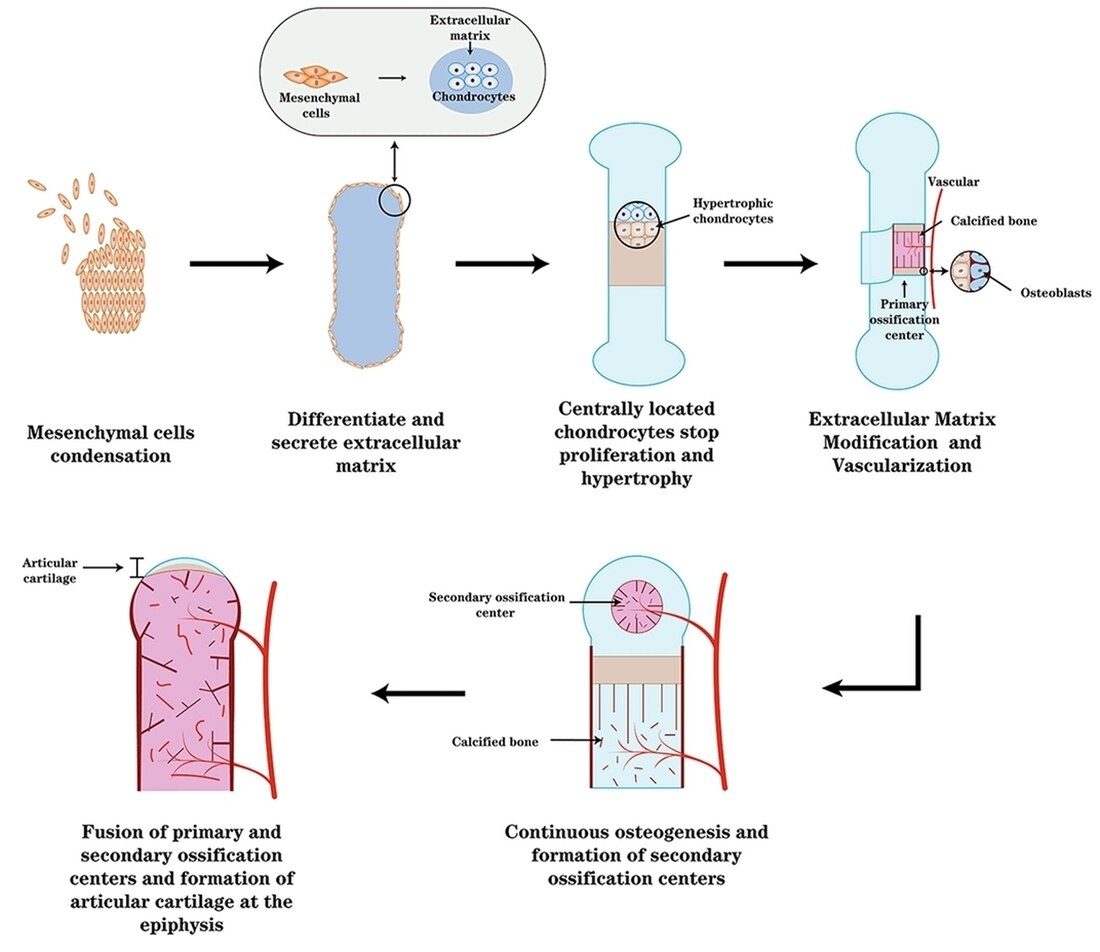 Endochondral ossification