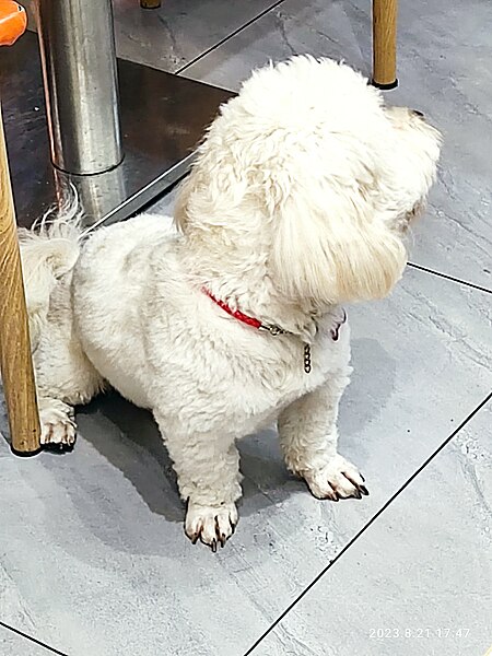 File:SZ 深圳Shenzhen 餐廳 restaurant 白色小犬 white pet dog walking 出街放狗活動 August 2023 Px3 03.jpg