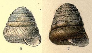 <i>Sagda jayana</i> Species of gastropod