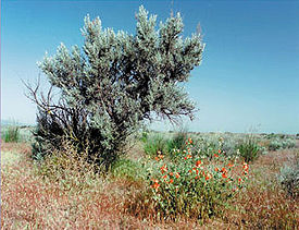 Sagebrush and grasses are the dominant vegetation.