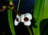 Sagittaria sagittifolia (Pijlkruid)