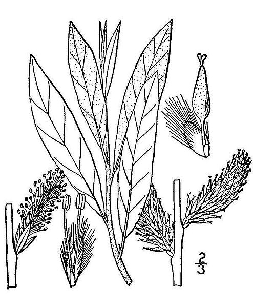 File:Salix humilis(02).jpg