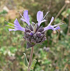 Salvia clevelandii 3.jpg