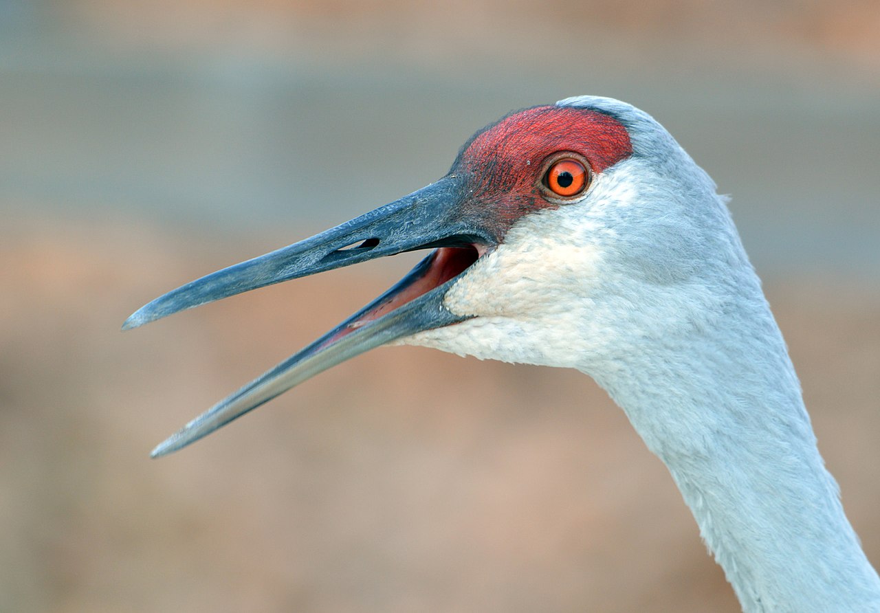 whooping crane sound