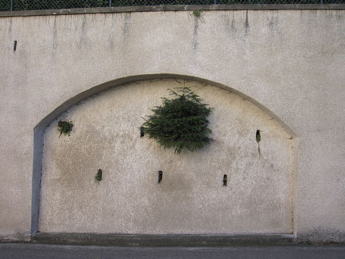 Sapin poussant dans une cavité murale à Sainte-Foy-les-Lyon, près de Lyon (France)