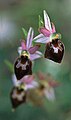 Ophrys panormitana praecox