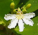 Scaevola plumieri - flower (6867281963)