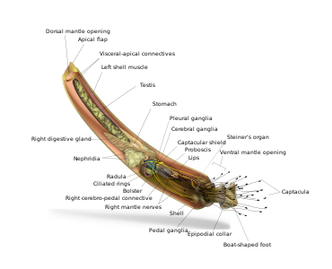 Anatomical diagram of a scaphopod (an unusual kind of mollusc)