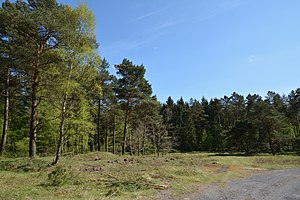 Schleswig-Holstein, Bark, Wittenborner Heide NIK 6081.jpg